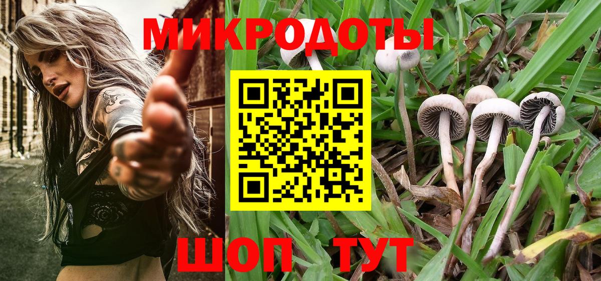 Псилоцибиновые грибы Psilocybine cubensis Миллерово
